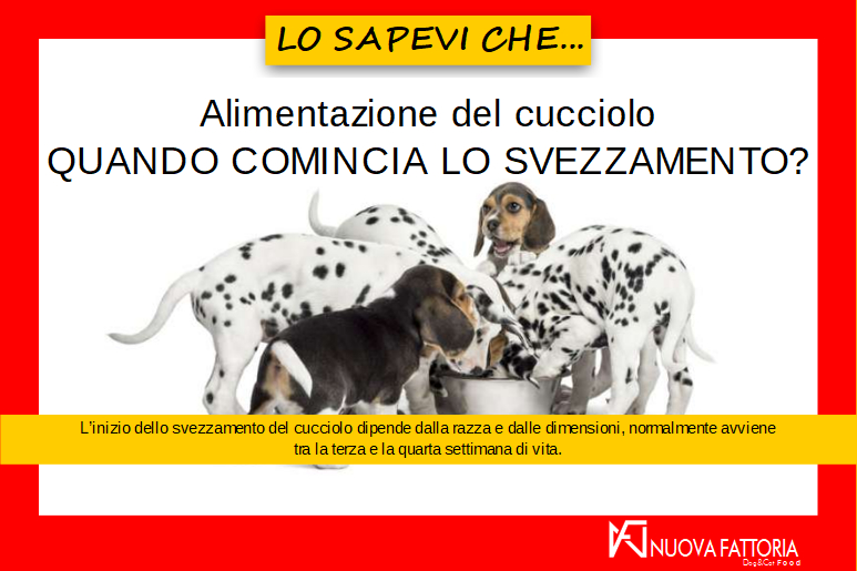 Scopri di più sull'articolo Alimentazione dei cuccioli di cane