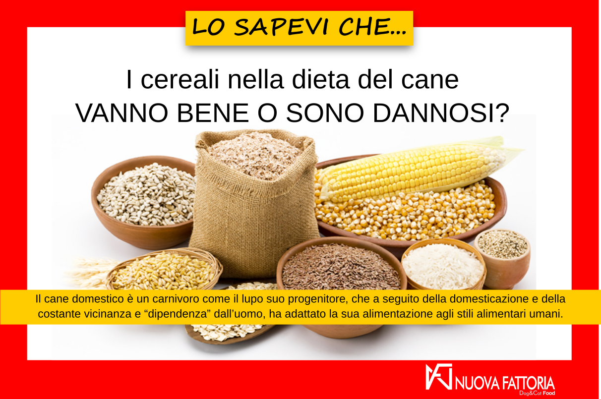 Scopri di più sull'articolo I cereali nella dieta del cane