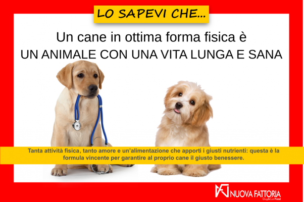 Scopri di più sull'articolo Forma fisica del cane e giusta alimentazione