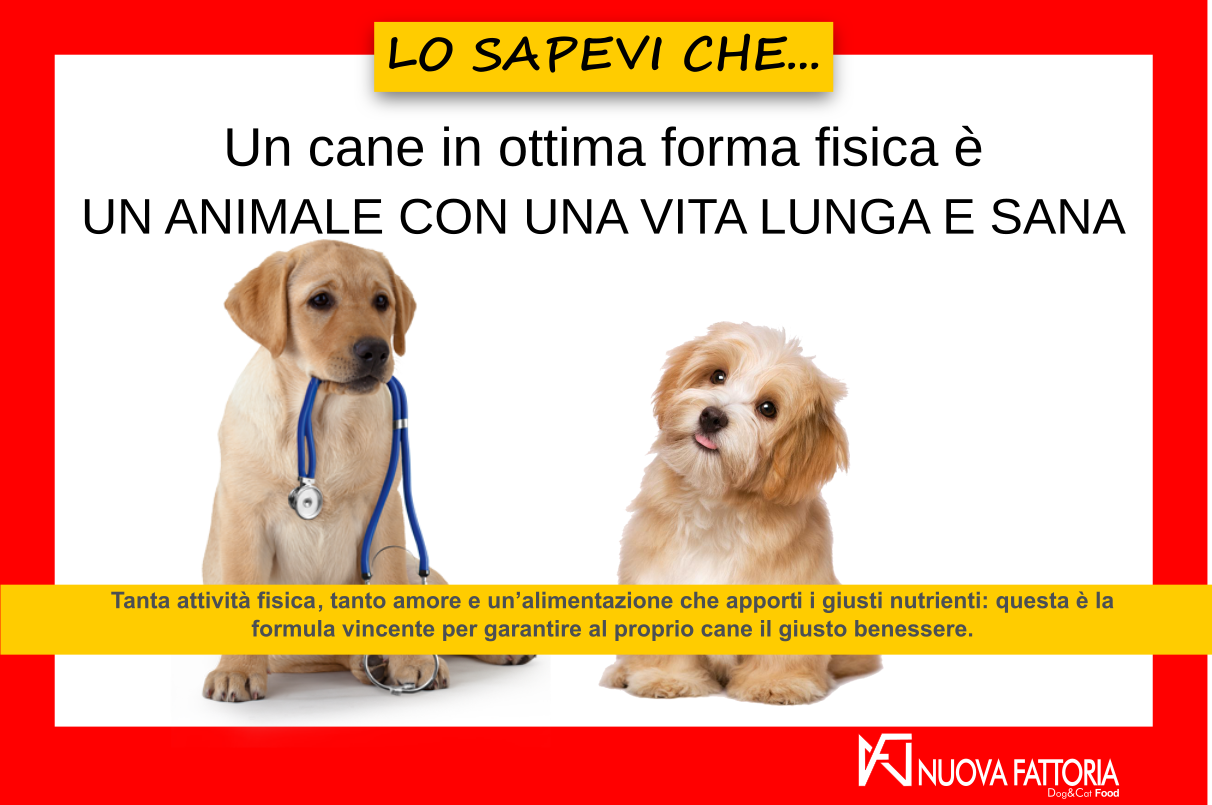 Scopri di più sull'articolo Forma fisica del cane e giusta alimentazione