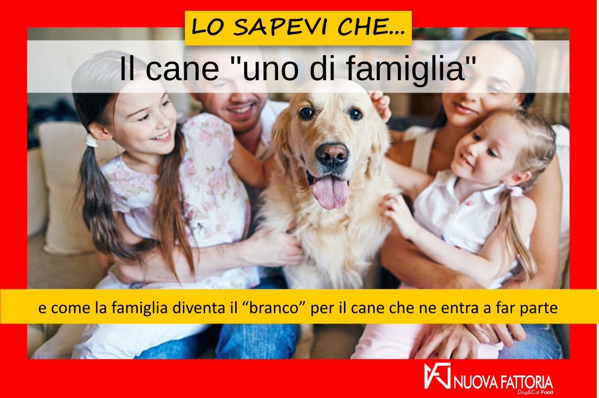 Scopri di più sull'articolo Il cane “uno di famiglia”