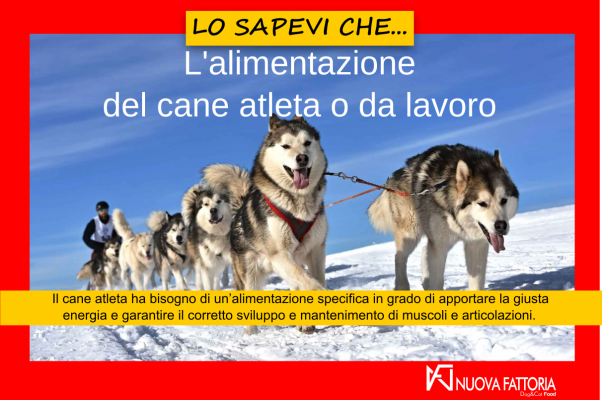 Scopri di più sull'articolo L’alimentazione del cane atleta o da lavoro