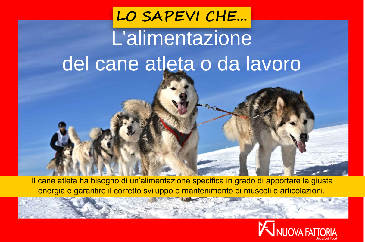 Scopri di più sull'articolo L’alimentazione del cane atleta o da lavoro