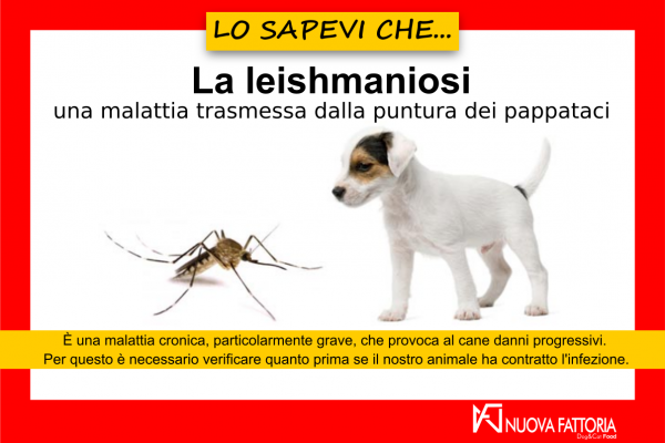 Scopri di più sull'articolo La leishmaniosi