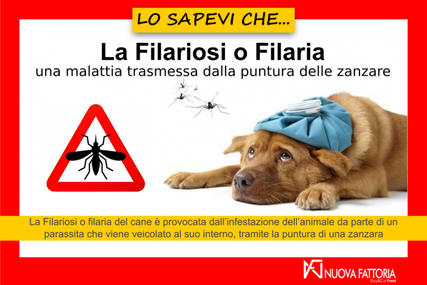Scopri di più sull'articolo La Filariosi o Filaria