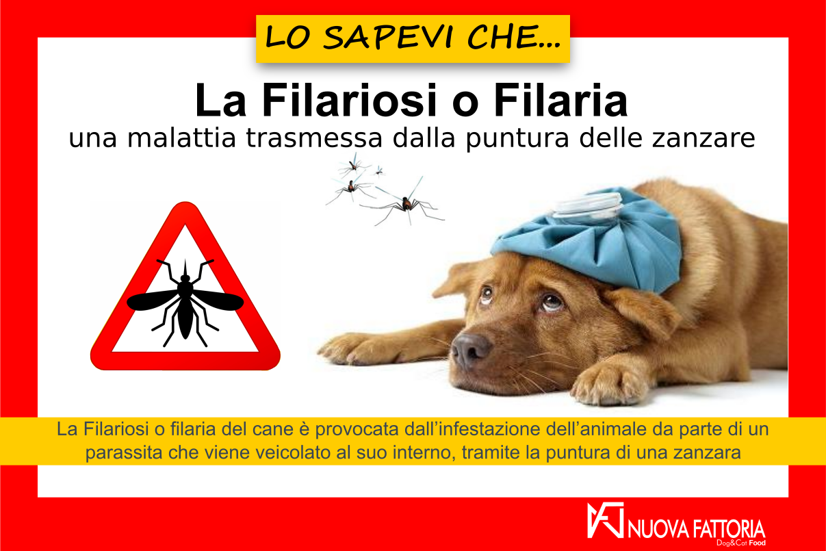 Scopri di più sull'articolo La Filariosi o Filaria