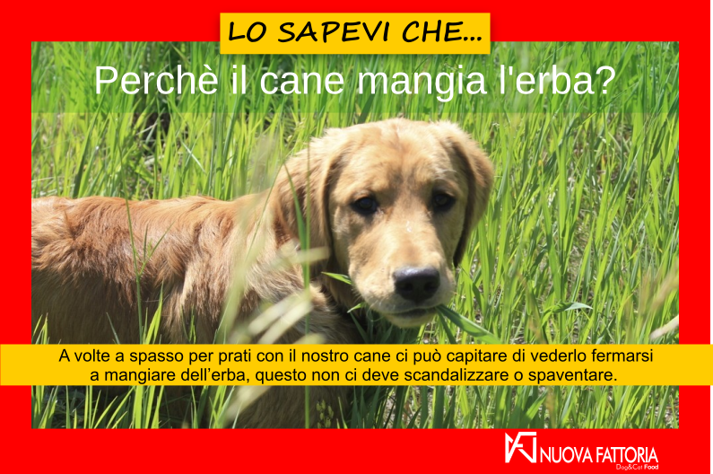 Scopri di più sull'articolo Perchè il cane mangia l’erba?
