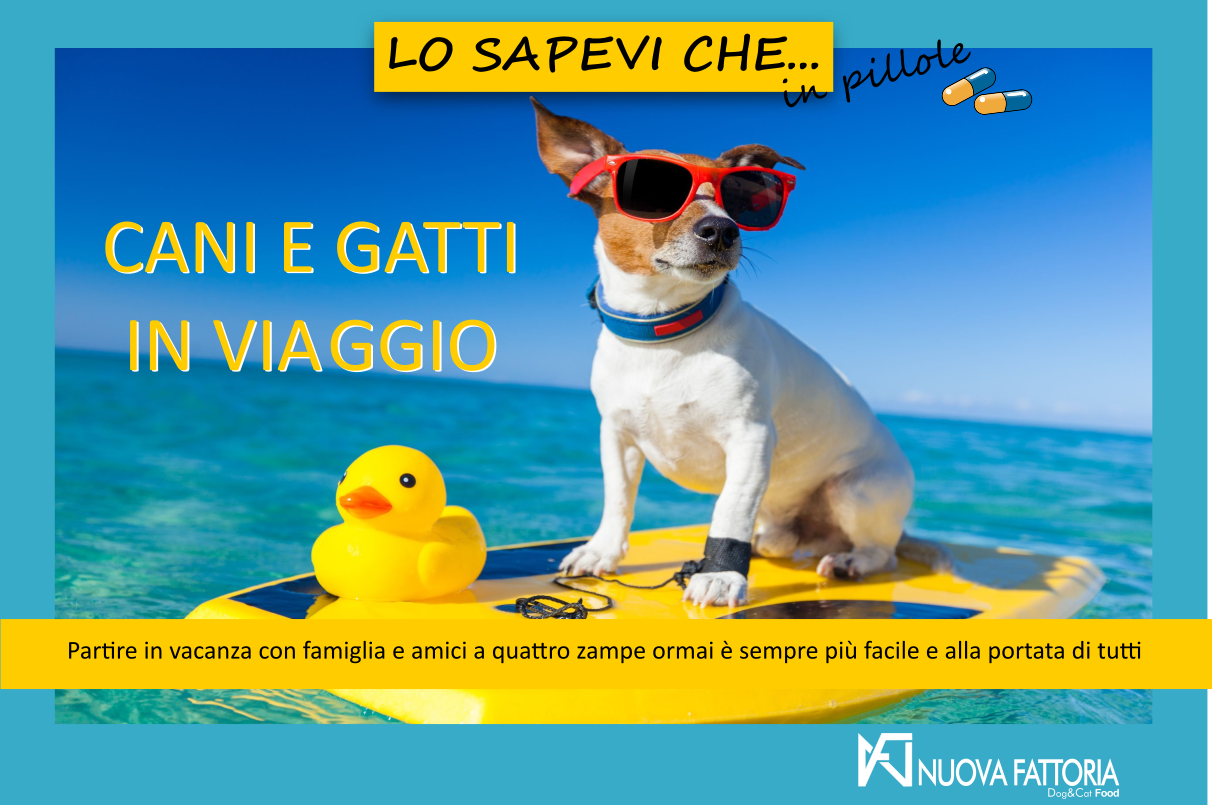 Scopri di più sull'articolo CANI E GATTI IN VIAGGIO