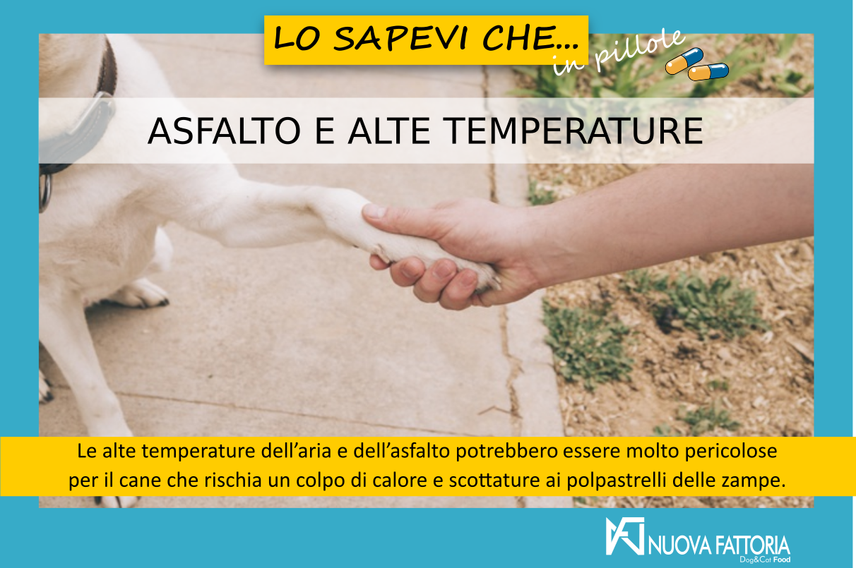 Scopri di più sull'articolo ASFALTO E ALTE TEMPERATURE – RISCHIO PER IL CANE