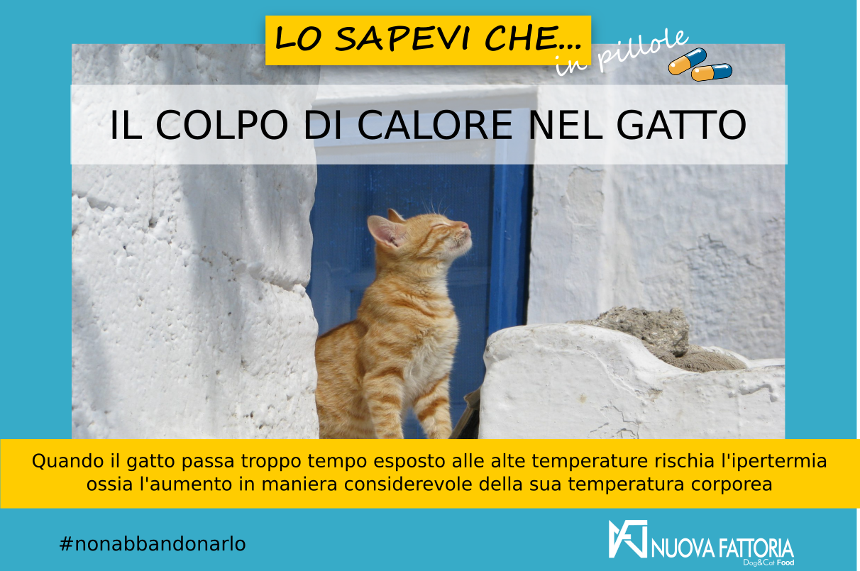 Scopri di più sull'articolo IL COLPO DI CALORE NEL GATTO
