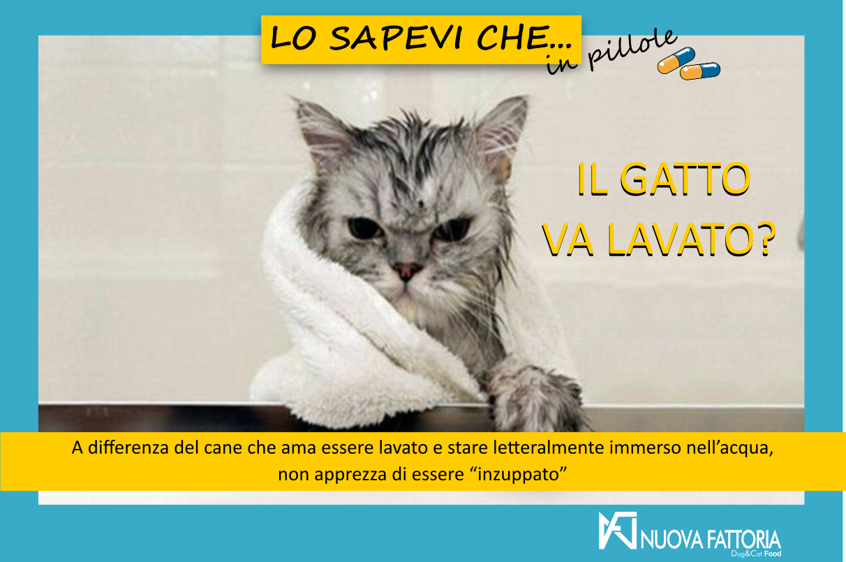 Scopri di più sull'articolo IL GATTO “DOMESTICO” VA LAVATO?