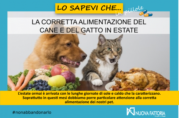 Scopri di più sull'articolo LA CORRETTA ALIMENTAZIONE DEL CANE E DEL GATTO IN ESTATE