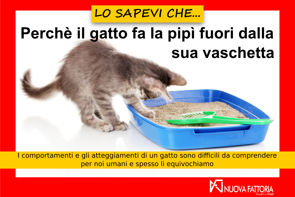 Scopri di più sull'articolo Perchè il gatto fa la pipì fuori dalla sua vaschetta