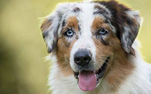 Scopri di più sull'articolo Pastore australiano (Australian Shepherd)