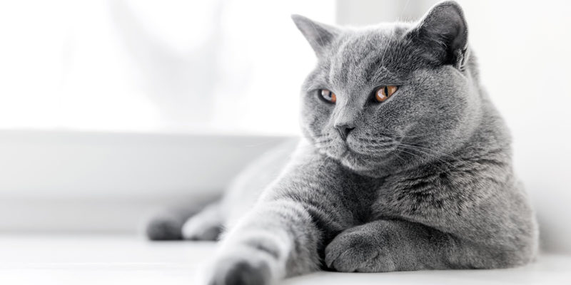Scopri di più sull'articolo British Shorthair