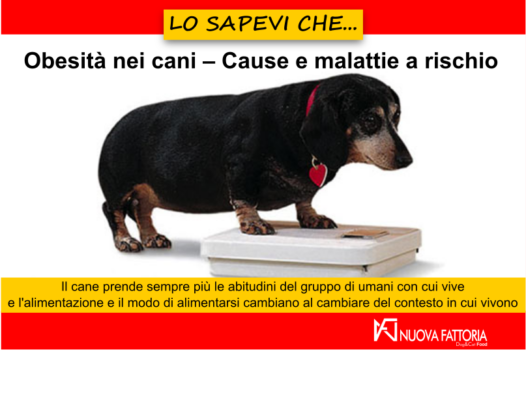 Scopri di più sull'articolo Obesità nei cani – Cause e malattie a rischio
