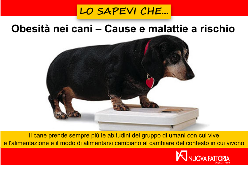 Scopri di più sull'articolo Obesità nei cani – Cause e malattie a rischio