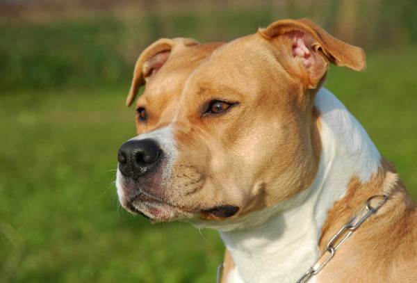 Scopri di più sull'articolo American Staffordshire Terrier