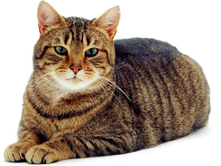 Razze feline Gatto Soriano