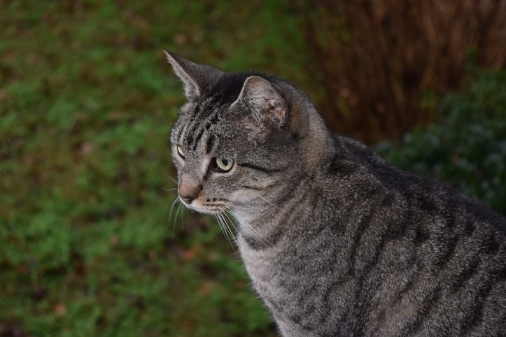 Scopri di più sull'articolo Gatto Soriano