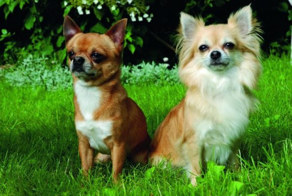Scopri di più sull'articolo Chihuahua