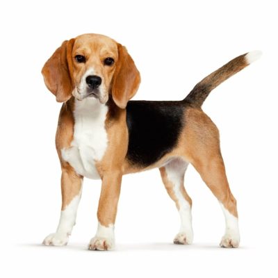Scopri di più sull'articolo Beagle