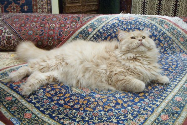 Scopri di più sull'articolo Gatto Persiano