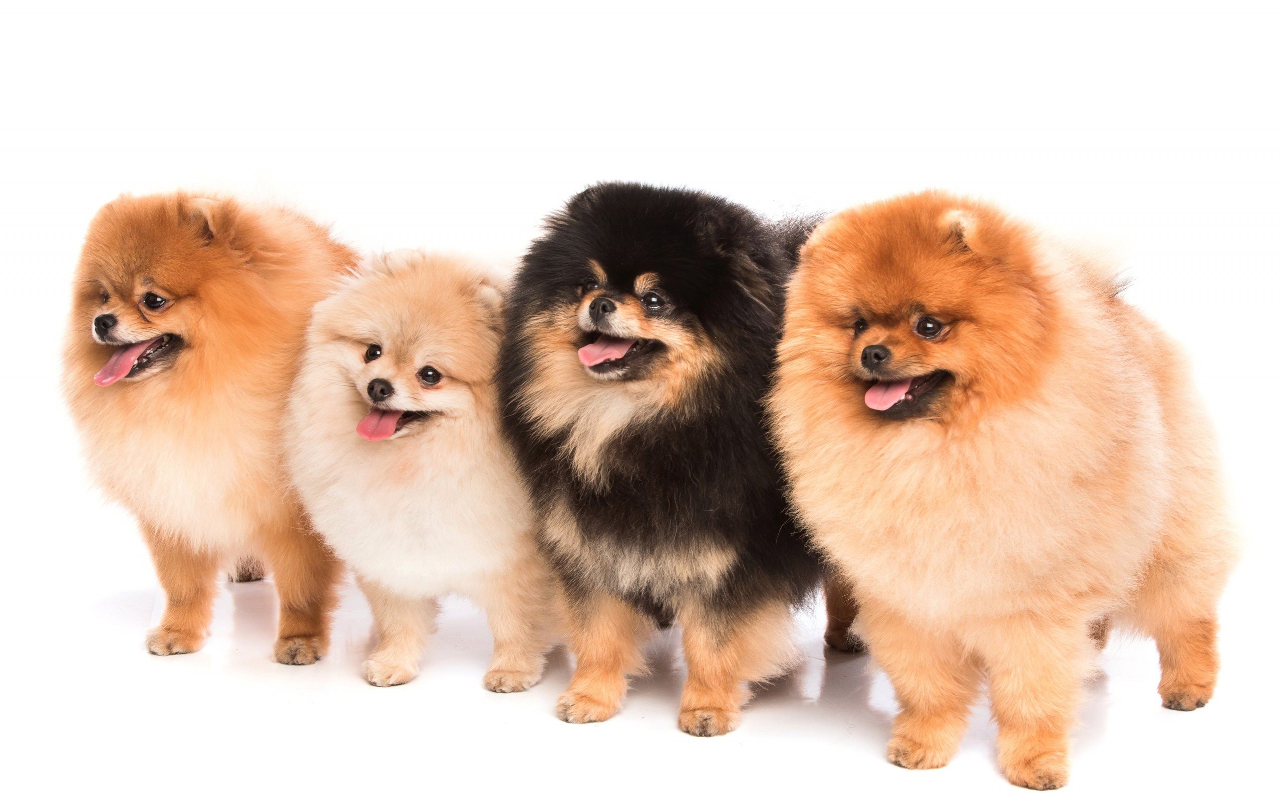 Scopri di più sull'articolo Pomerania