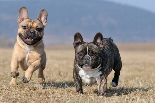 Scopri di più sull'articolo Bulldog Francese