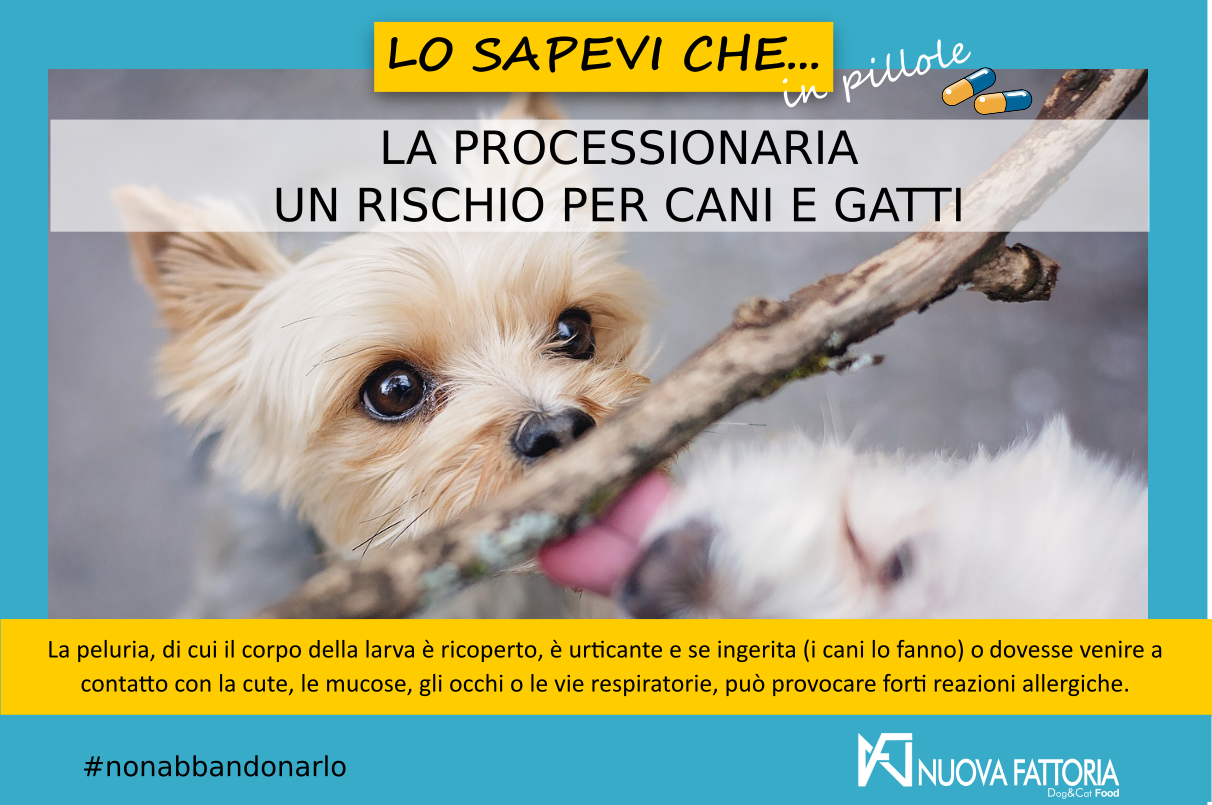 Al momento stai visualizzando La Processionaria