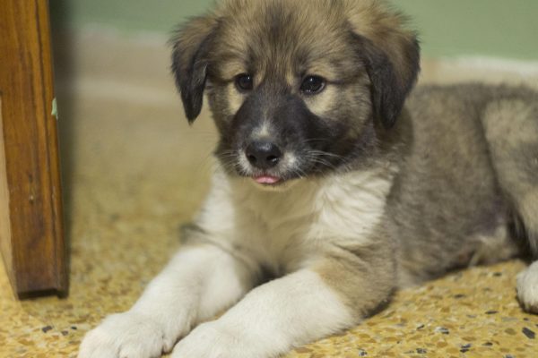 Scopri di più sull'articolo Cane da pastore greco “Greek Shepherd”
