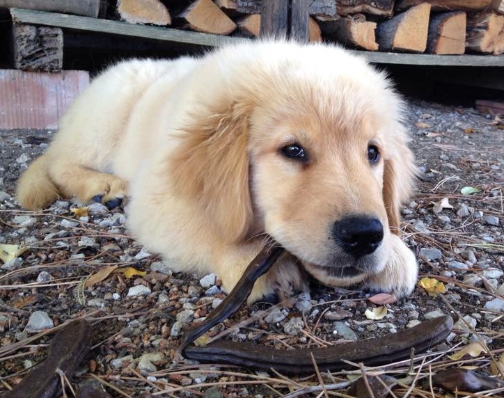 Scopri di più sull'articolo Golden retriever