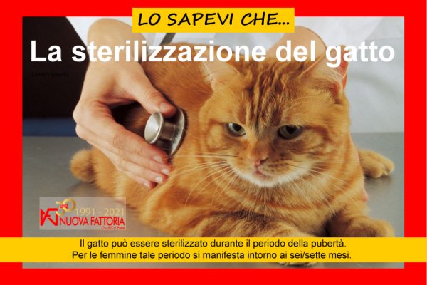 Scopri di più sull'articolo Sterilizzazione del gatto