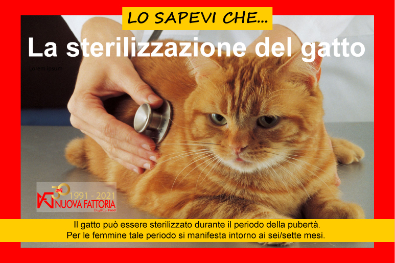 Scopri di più sull'articolo Sterilizzazione del gatto