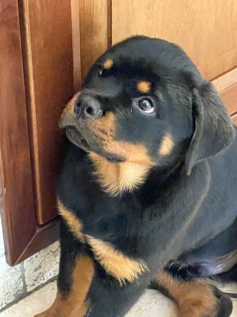 Scopri di più sull'articolo Rottweiler