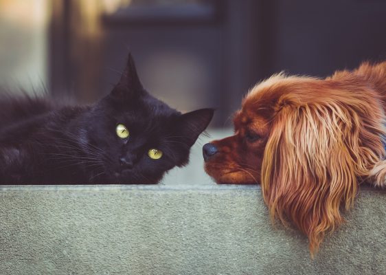 Scopri di più sull'articolo CANE E GATTO: LA CONVIVENZA E POSSIBILE?