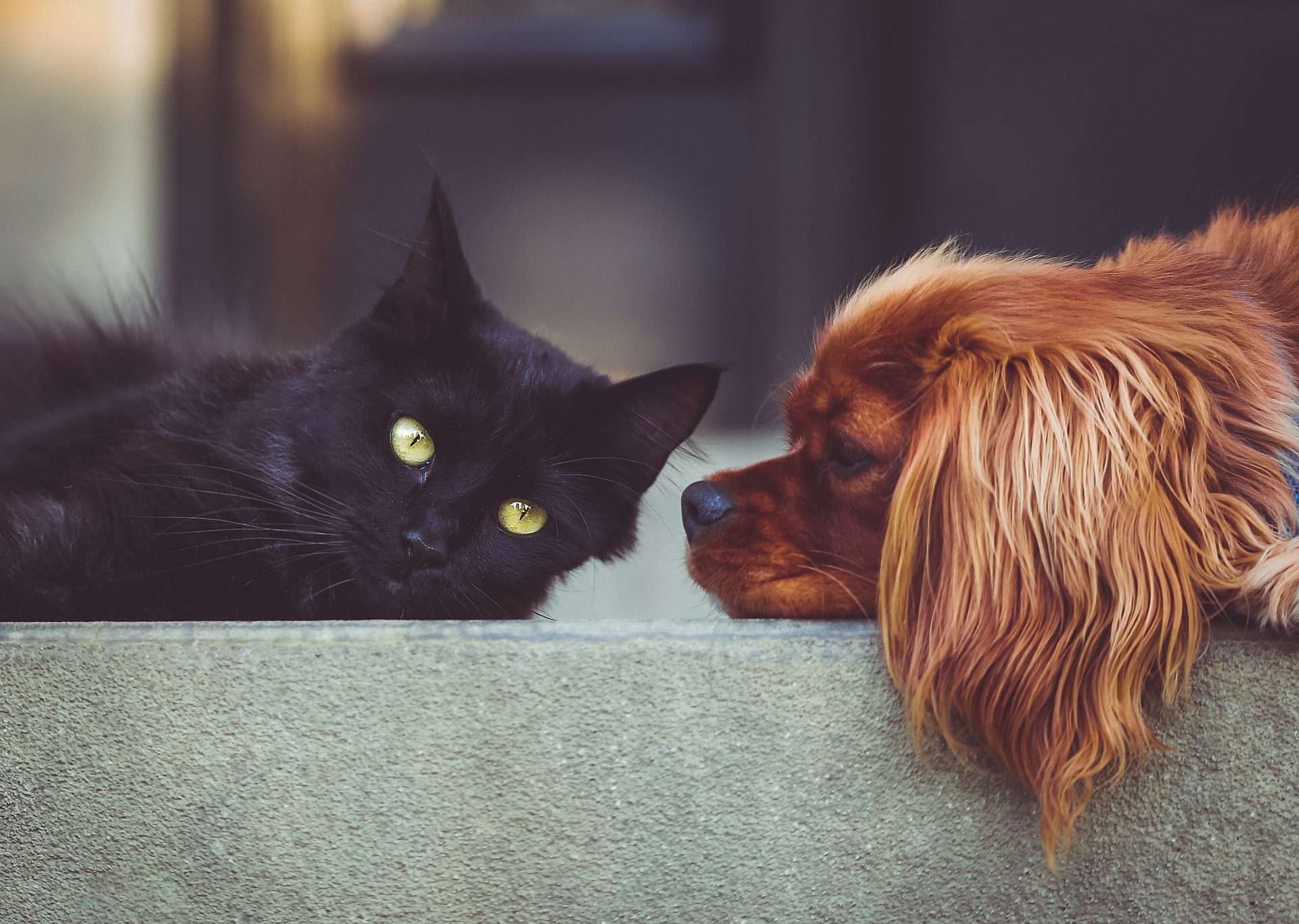 Scopri di più sull'articolo CANE E GATTO: LA CONVIVENZA E POSSIBILE?
