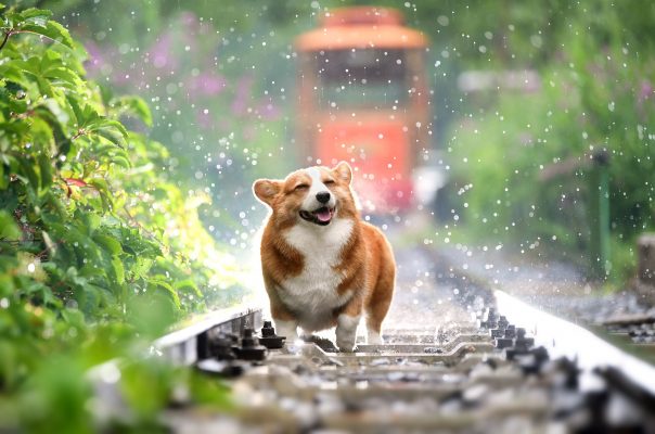 Scopri di più sull'articolo Perché il mio cane puzza come un “cane”?