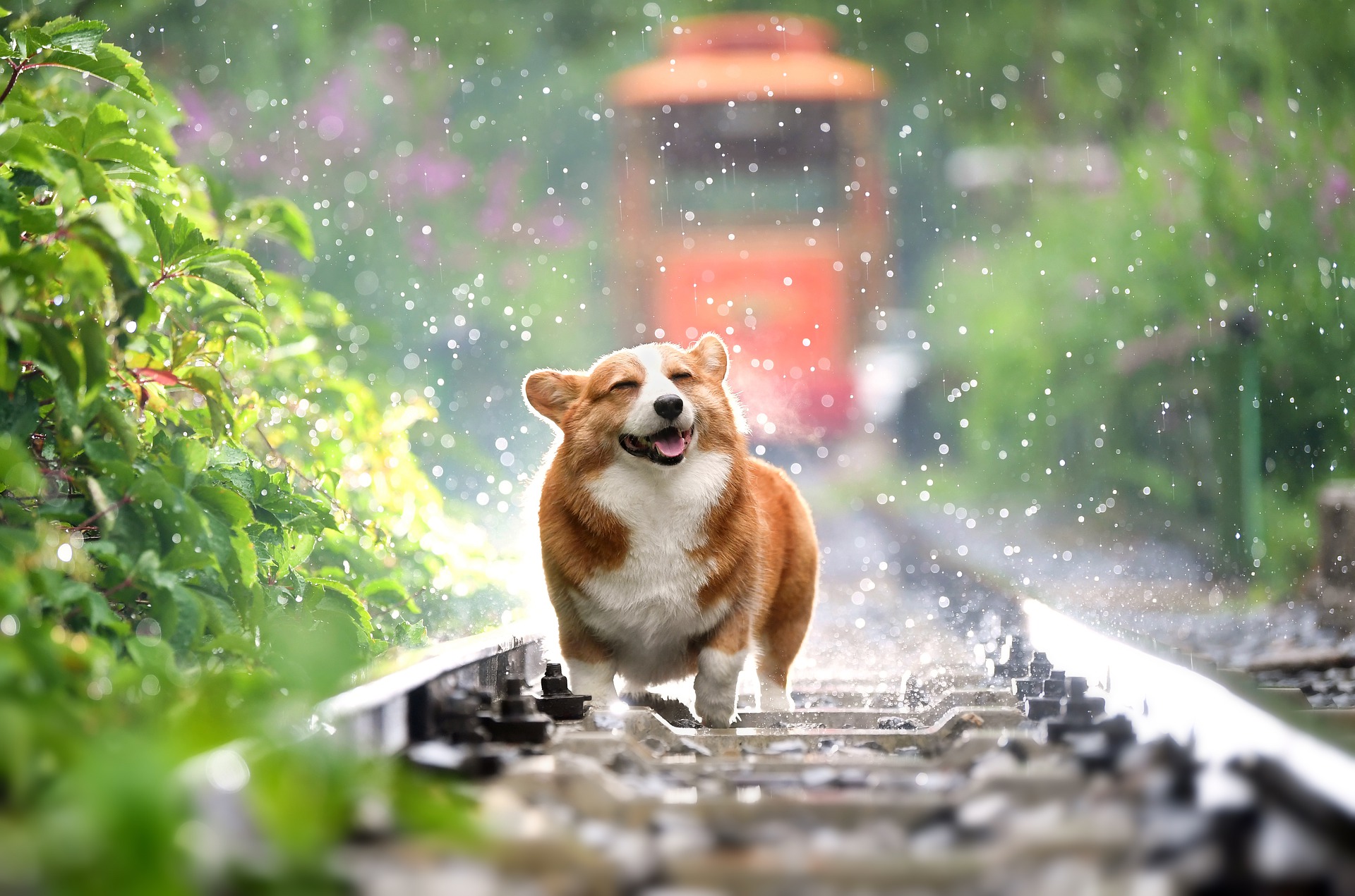 Scopri di più sull'articolo Perché il mio cane puzza come un “cane”?