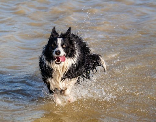 Scopri di più sull'articolo Il cane e l’acqua