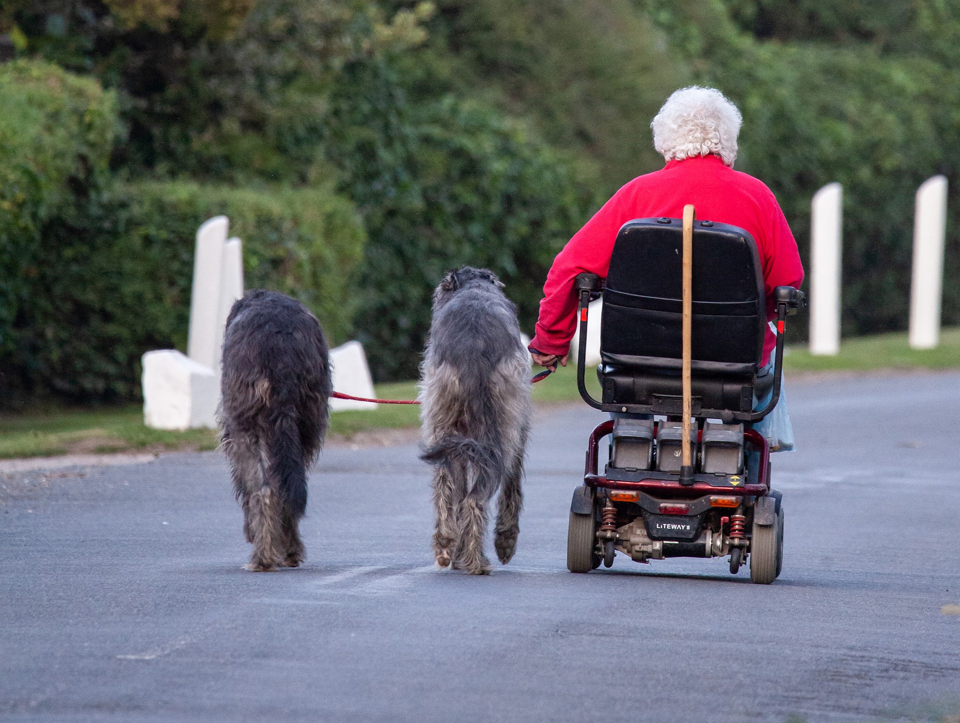 Scopri di più sull'articolo Il mio dottore è un cane