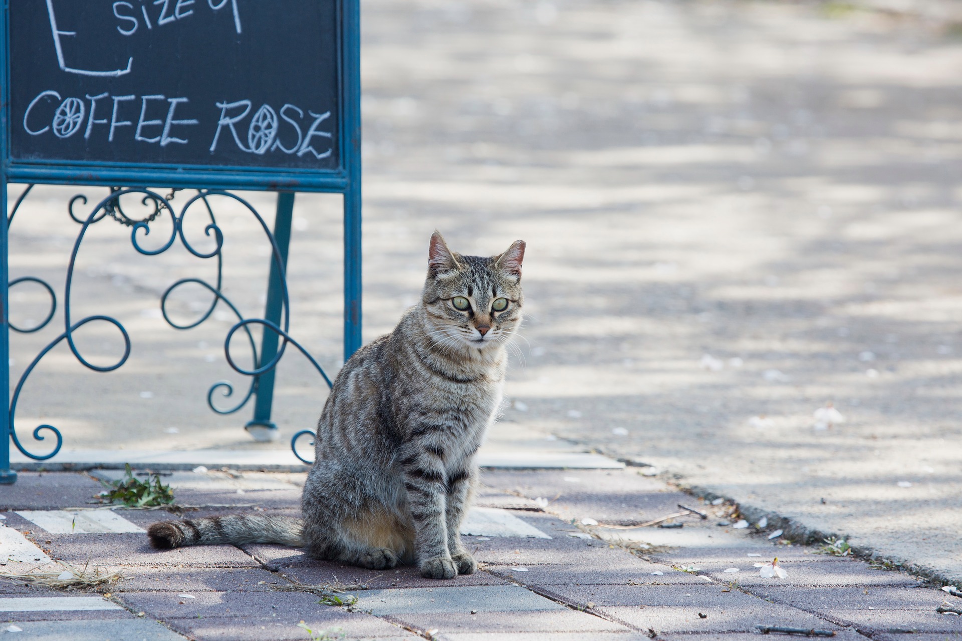 Scopri di più sull'articolo Il gatto è uno di famiglia?