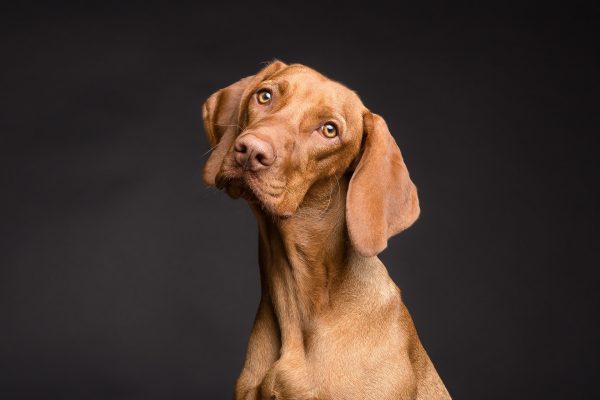 Scopri di più sull'articolo La comunicazione del cane