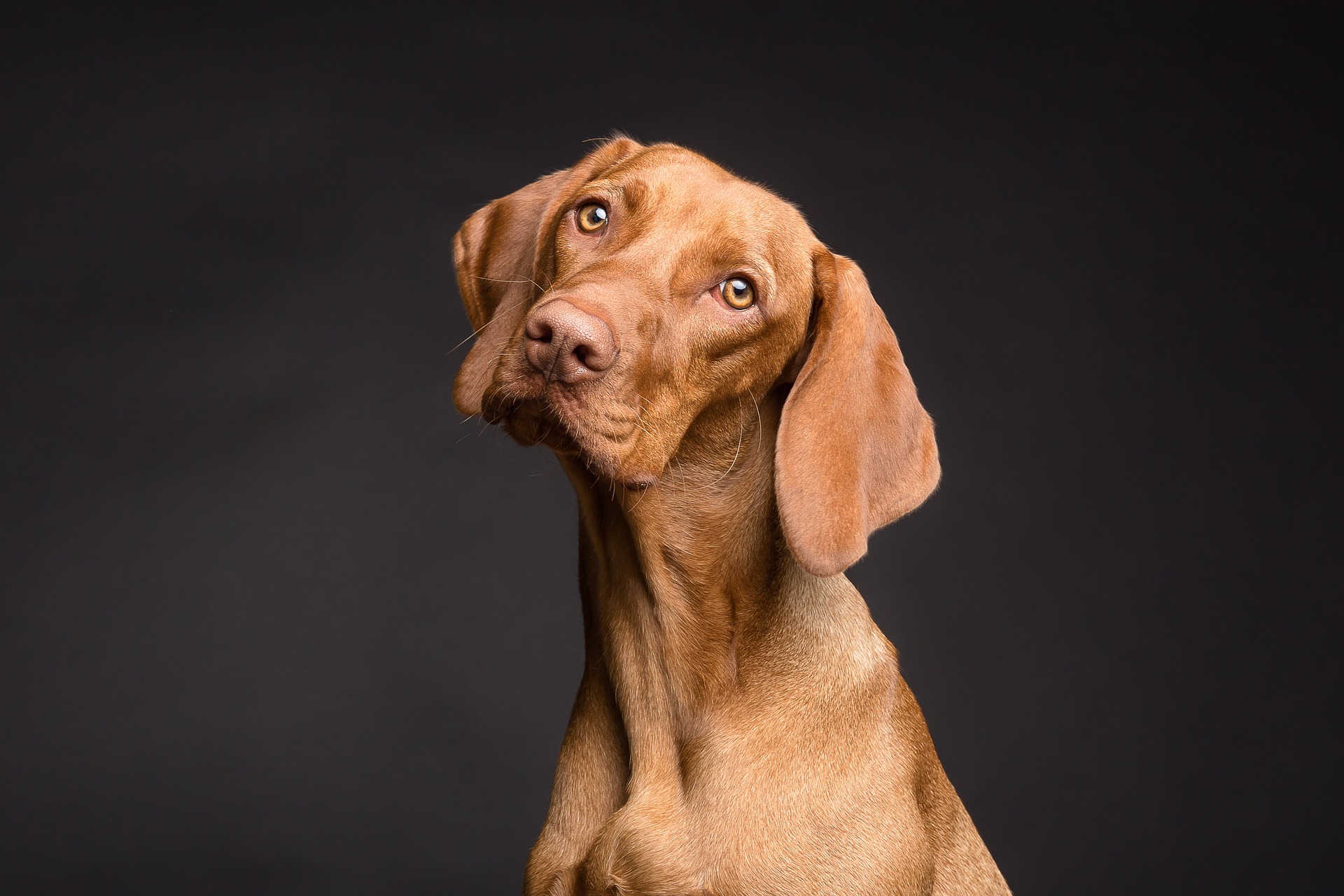 Scopri di più sull'articolo La comunicazione del cane