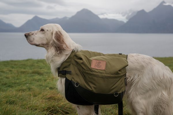 Scopri di più sull'articolo Lavoro da cane
