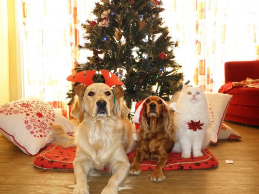 Scopri di più sull'articolo A Natale con i tuoi amici pelosi