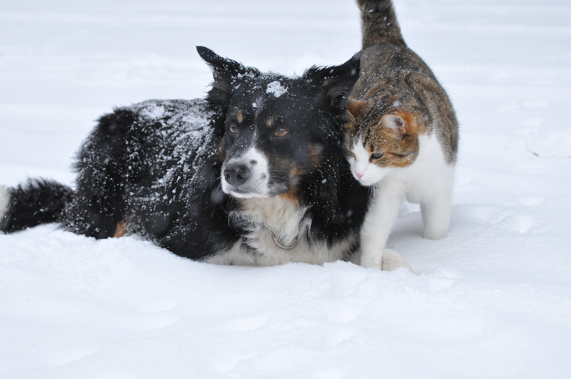 Scopri di più sull'articolo MALANNI DI STAGIONE PER CANI E GATTI