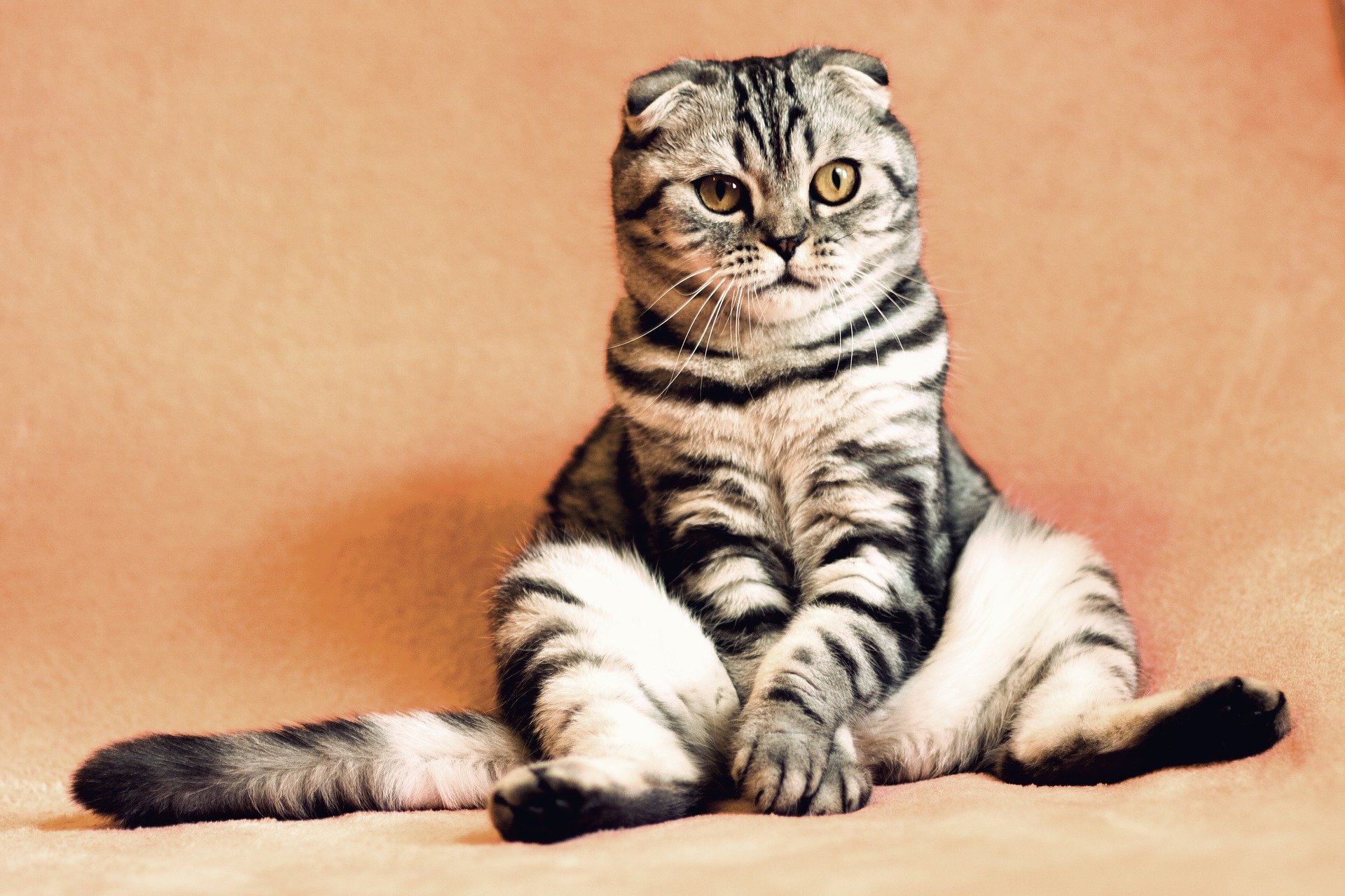 Scopri di più sull'articolo LO STRESS DEI NOSTRI PET