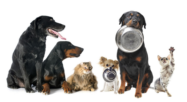 Scopri di più sull'articolo La dieta invernale di cani e gatti