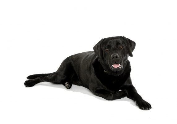 Scopri di più sull'articolo Il Labrador Retriever